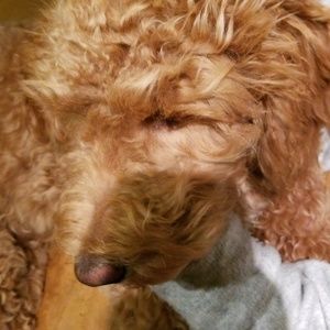 Meet your Posher, Margaret